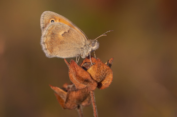 Çayır Esmeri Kelebek