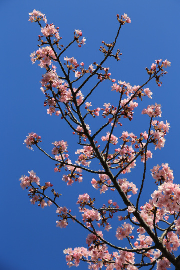 Pink in the blue