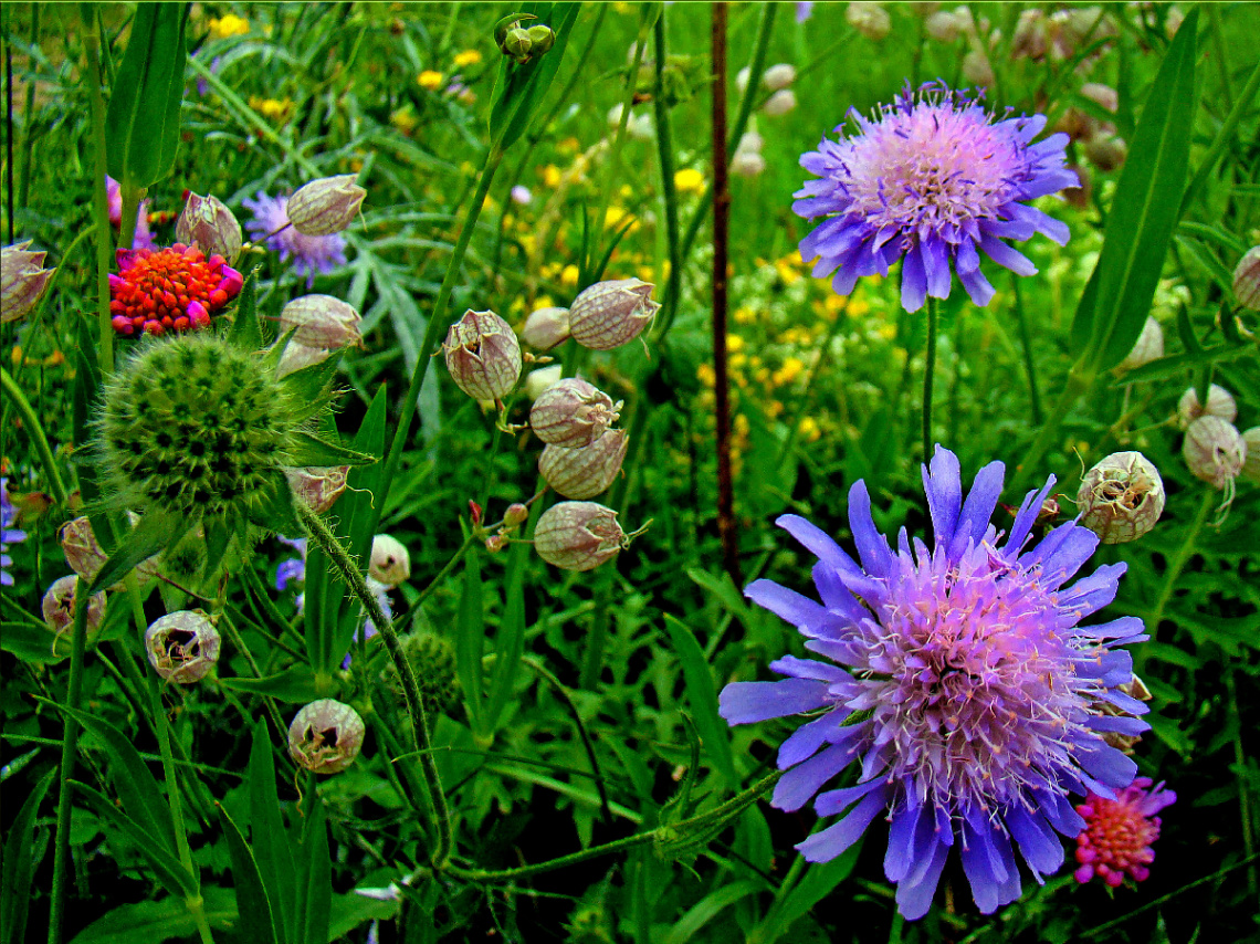 BLÜTEN