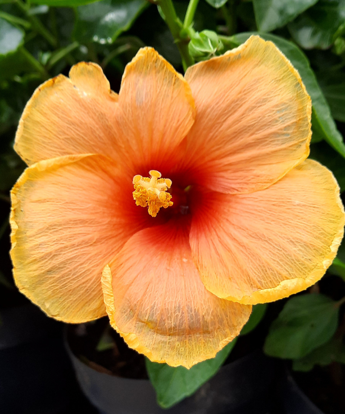 Hibiscus