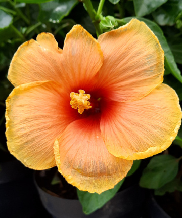 Hibiscus