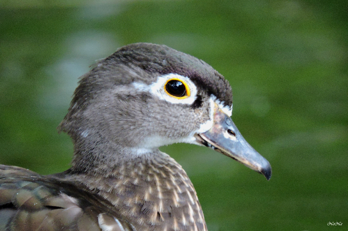 Mandarin Duck Female
