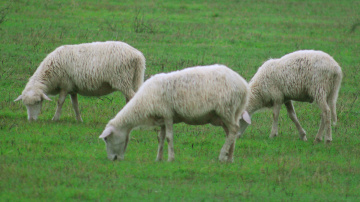 Sheep's of Sardinia