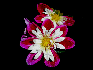 BLÜTEN