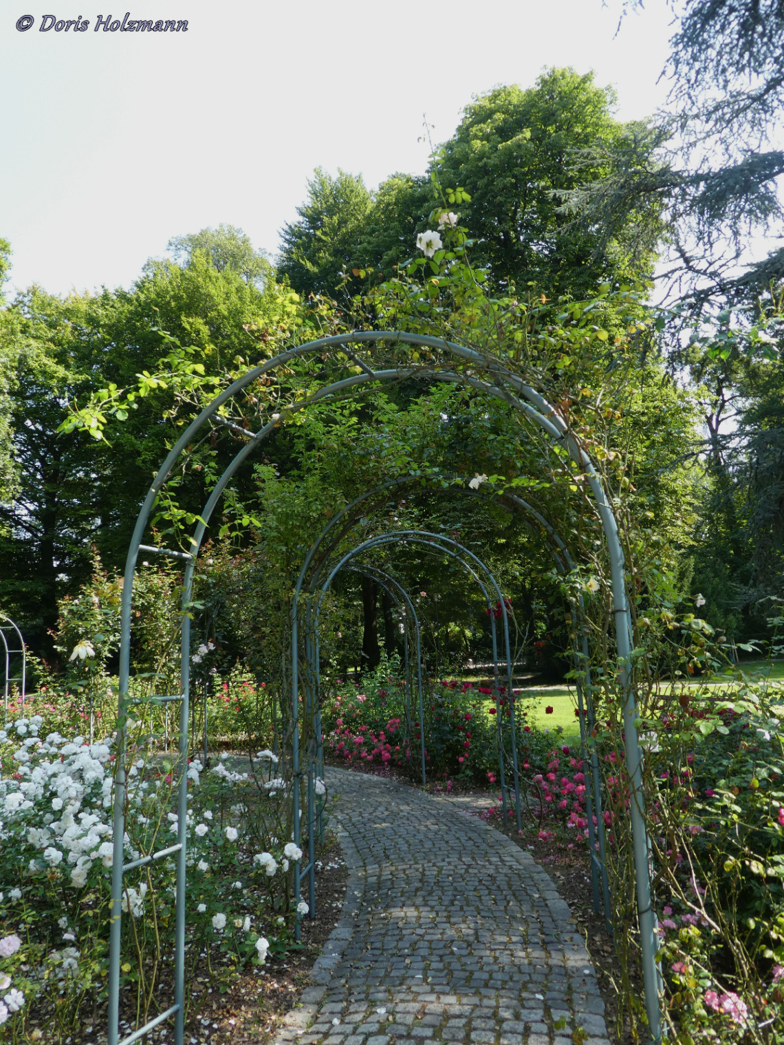 Rose garden in Karlsruhe / Germany