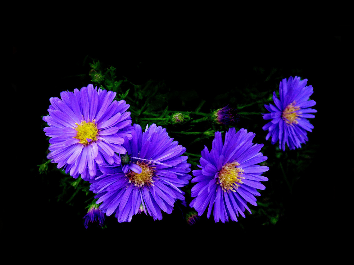 BLÜTEN