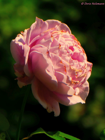 rose