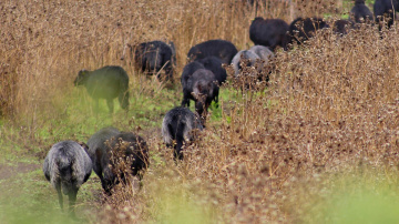 Sheep's of Sardinia