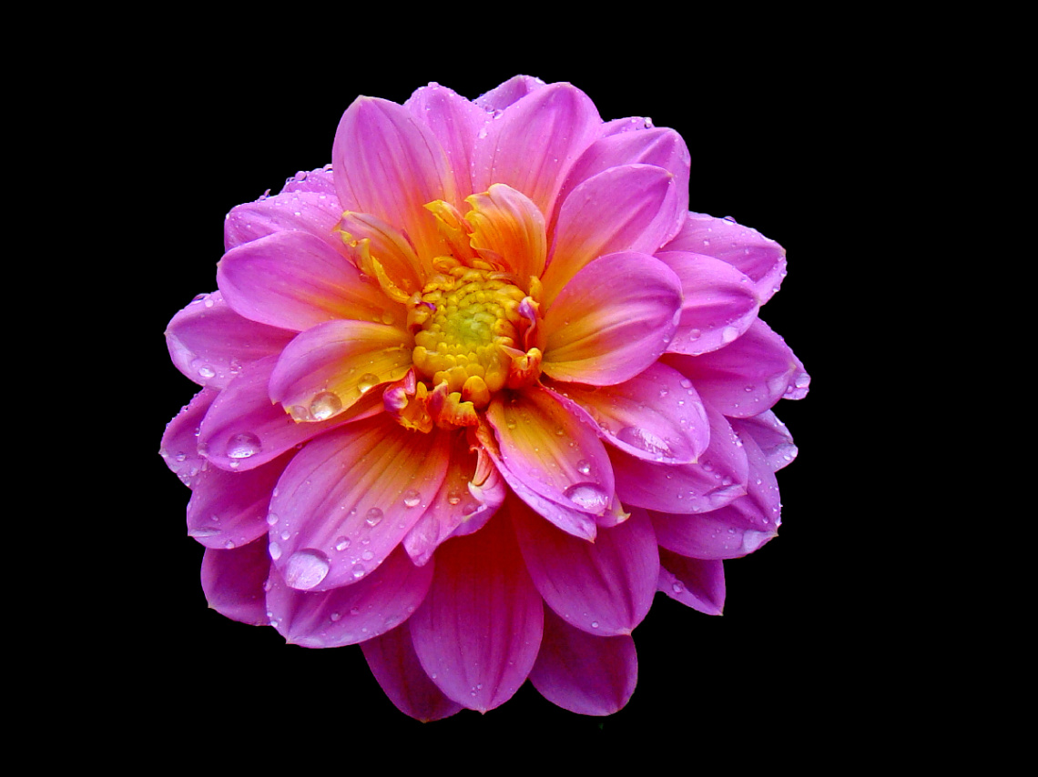 BLÜTE