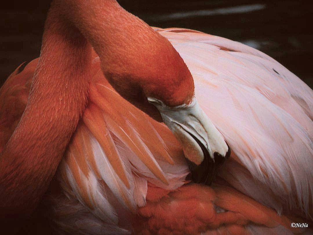 Flamingo 