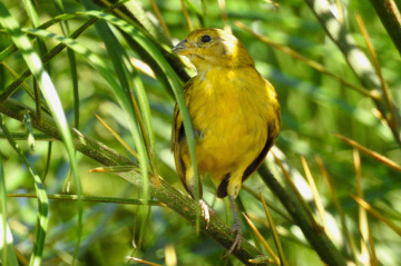 Sicalis flaveola
