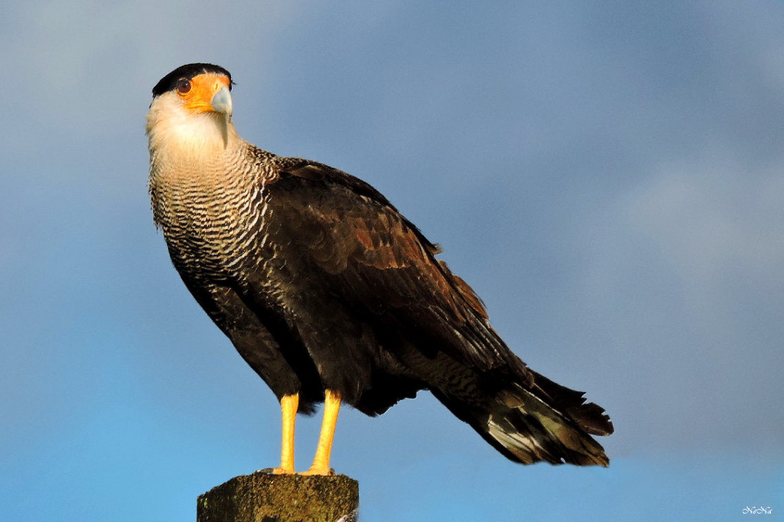 Caracara plancus