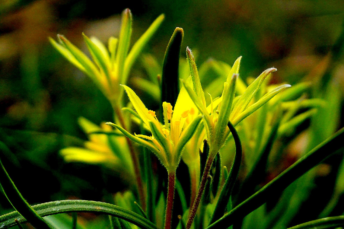 Miniciks Hayatlar  ÇİÇEK