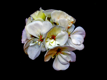 BLÜTEN