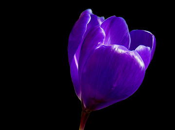 BLÜTE