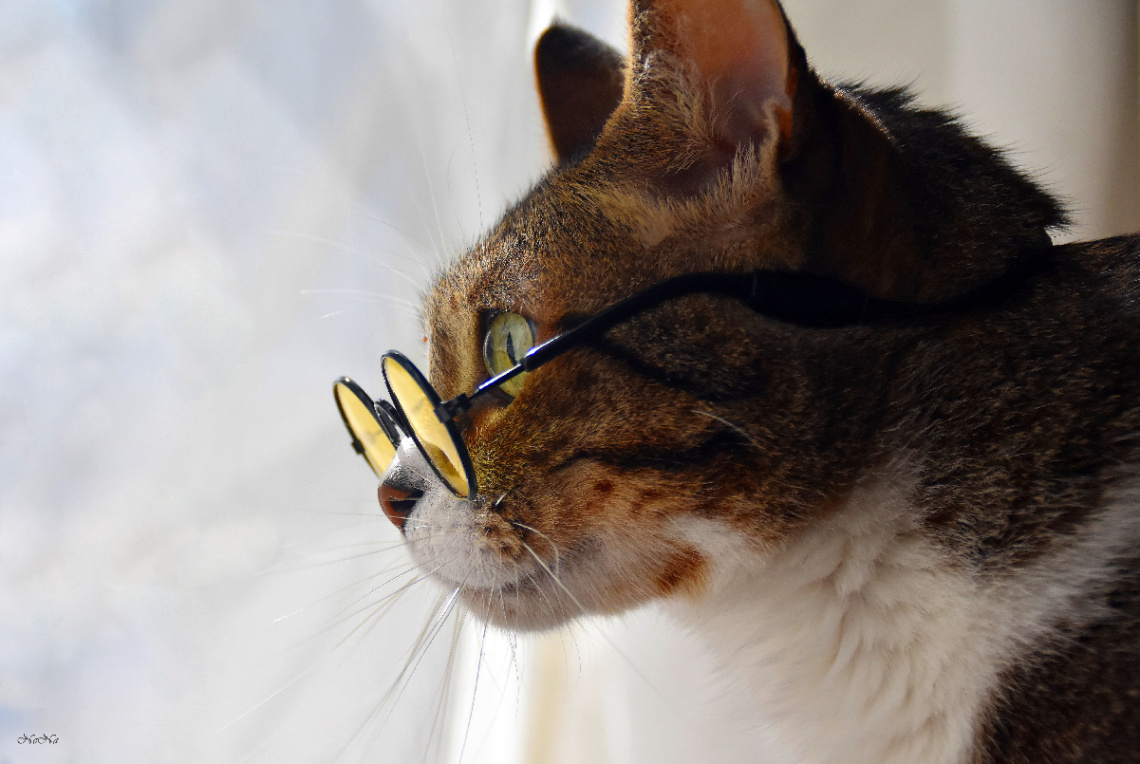 Cat with glasses III