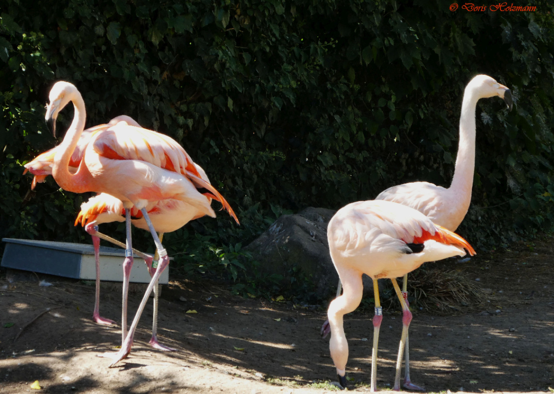 flamingos