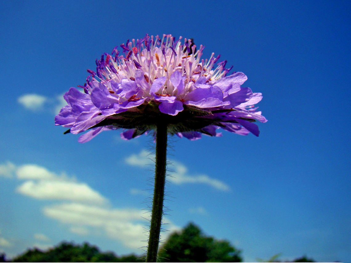 BLÜTE