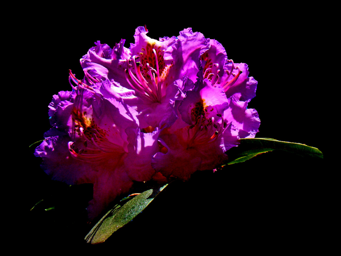 BLÜTEN