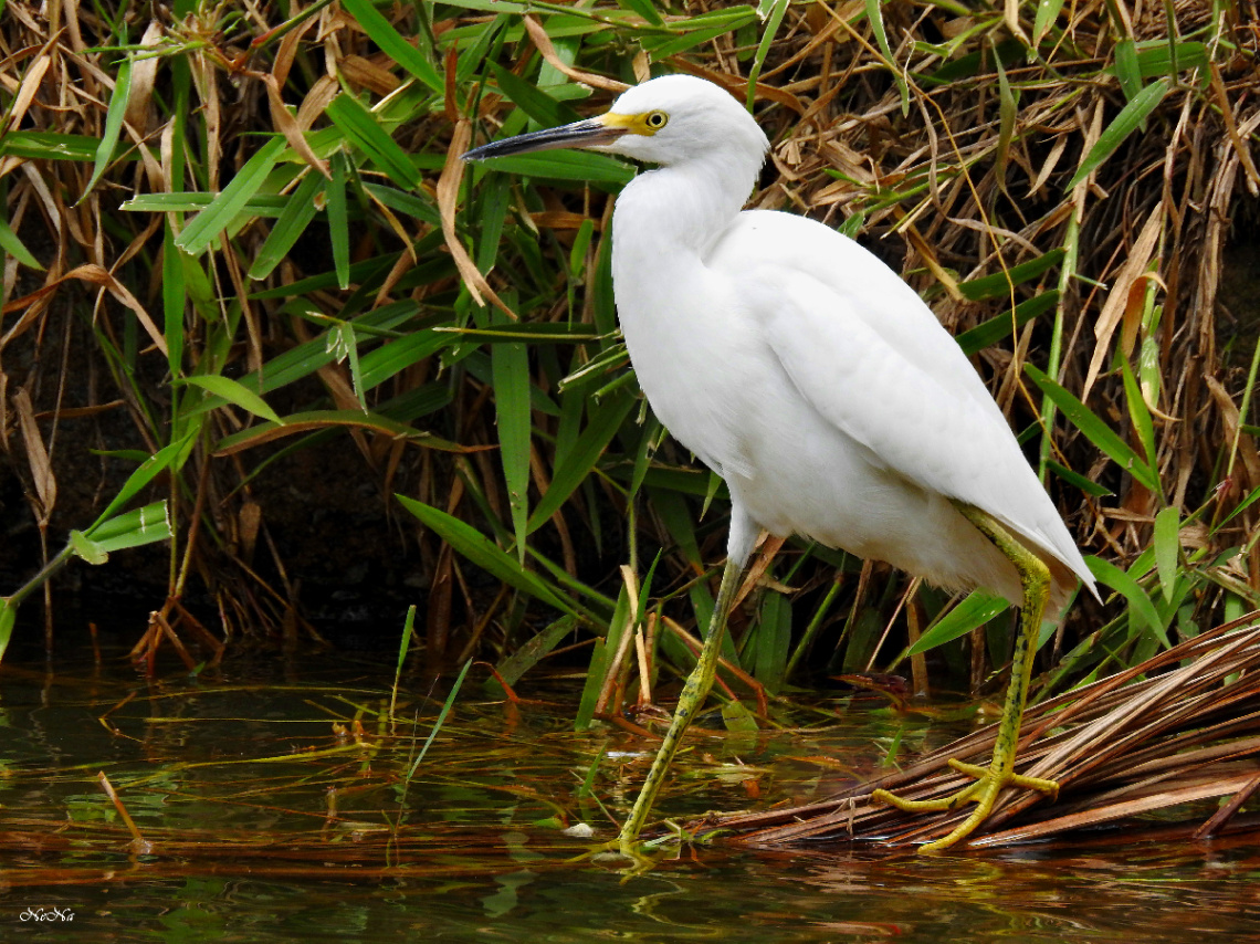 Snowy Egret