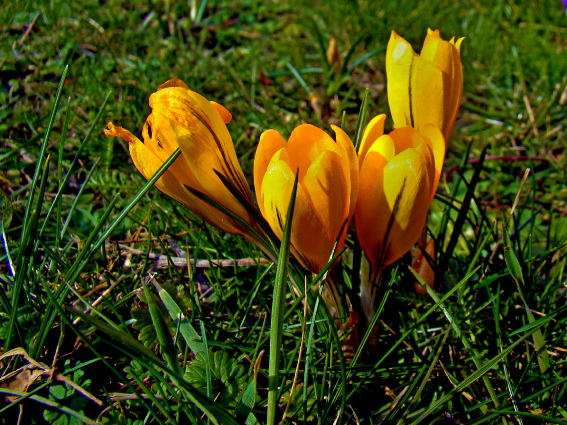 BLÜTEN