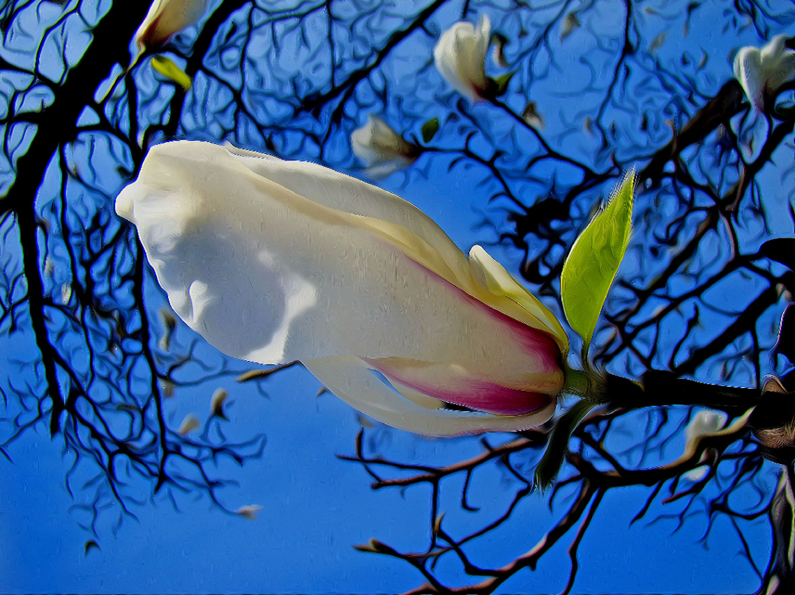 BLÜTE