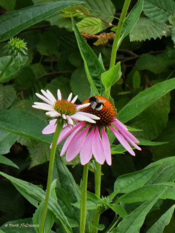 b & b - blossoms & bee 