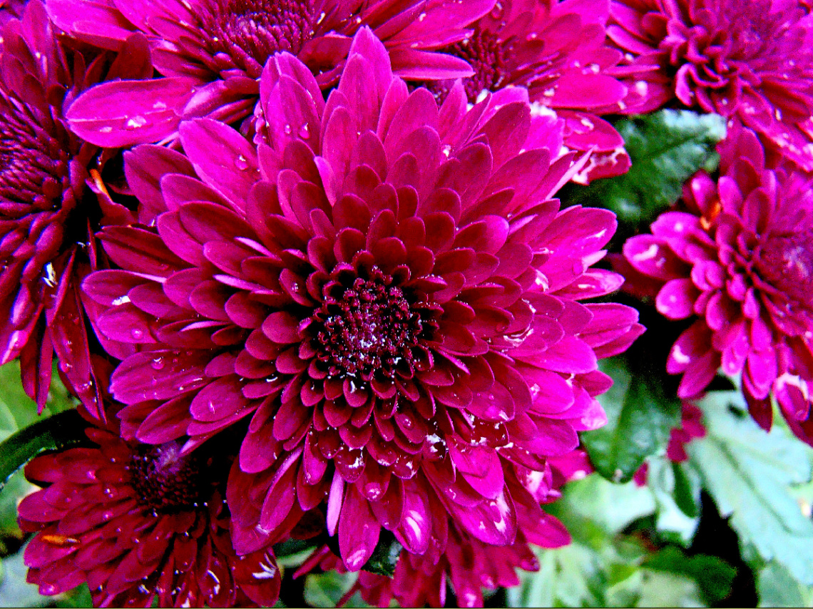 BLÜTEN
