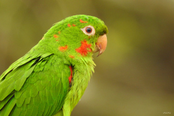 White-eyed Parakeet