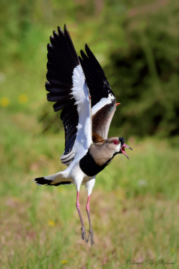 To up ( Vanellus chilensis )