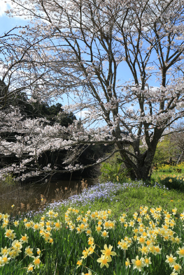 Spring flowers