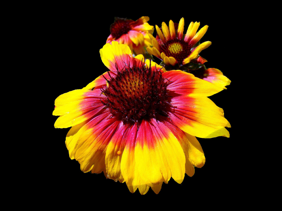 BLÜTEN