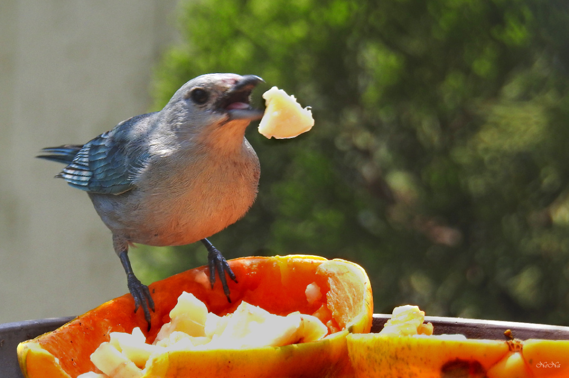 Sayaca Tanager