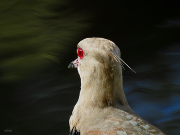 Details Vanellus chilensis
