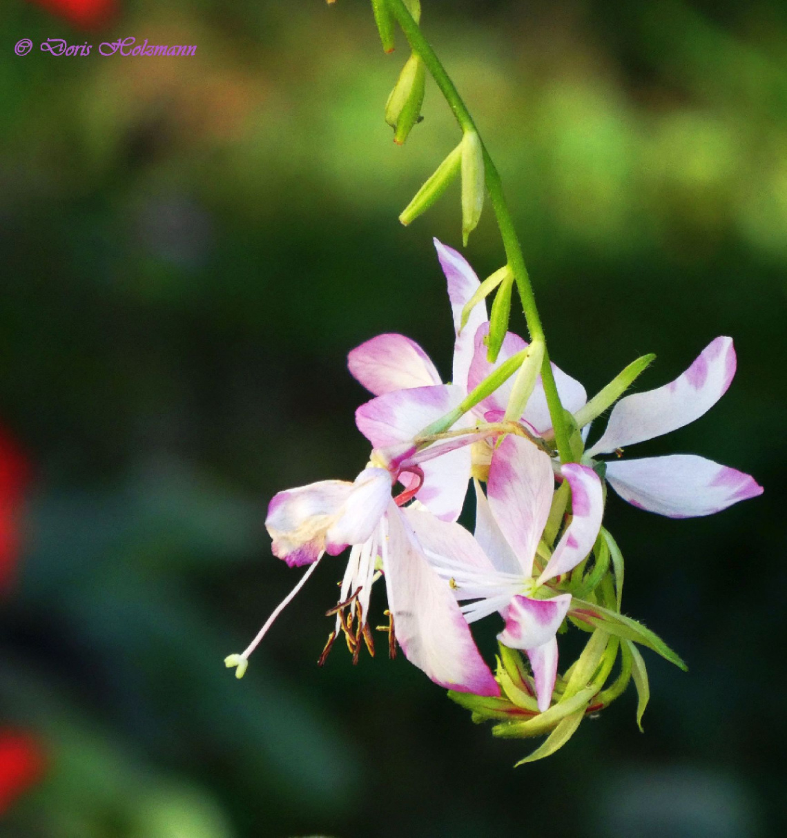 orchids