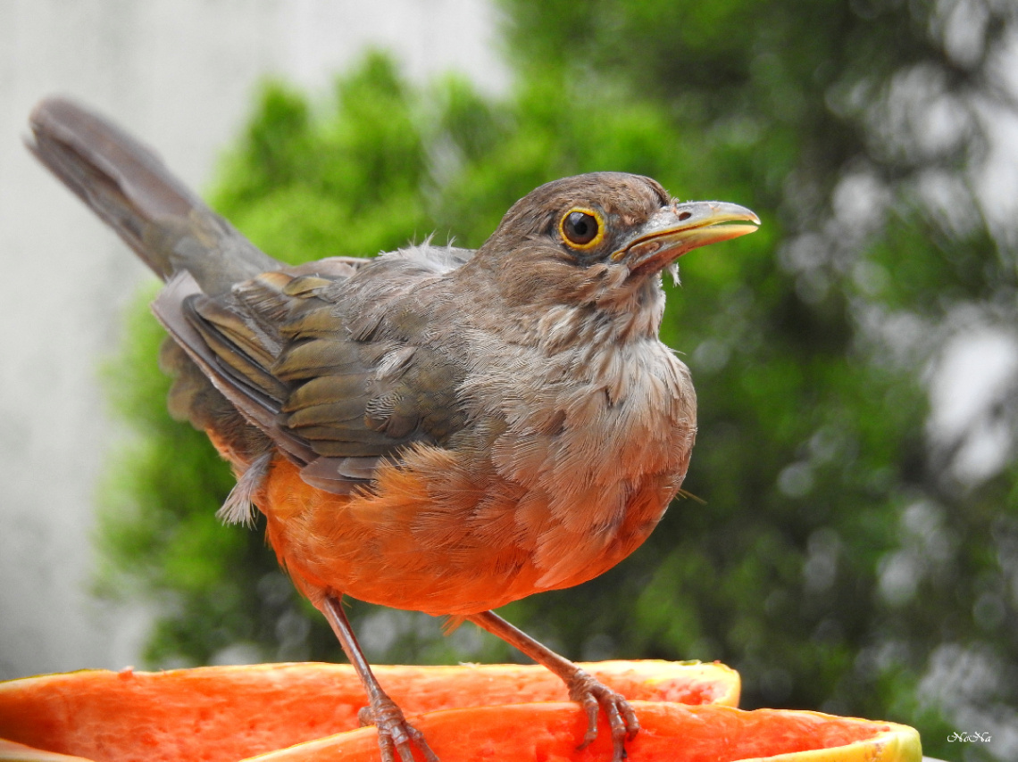 Turdus rufiventris 