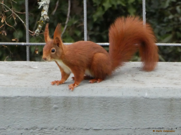 my first squirrel photo