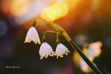 Göl Soğanı - Summer Snowflake
