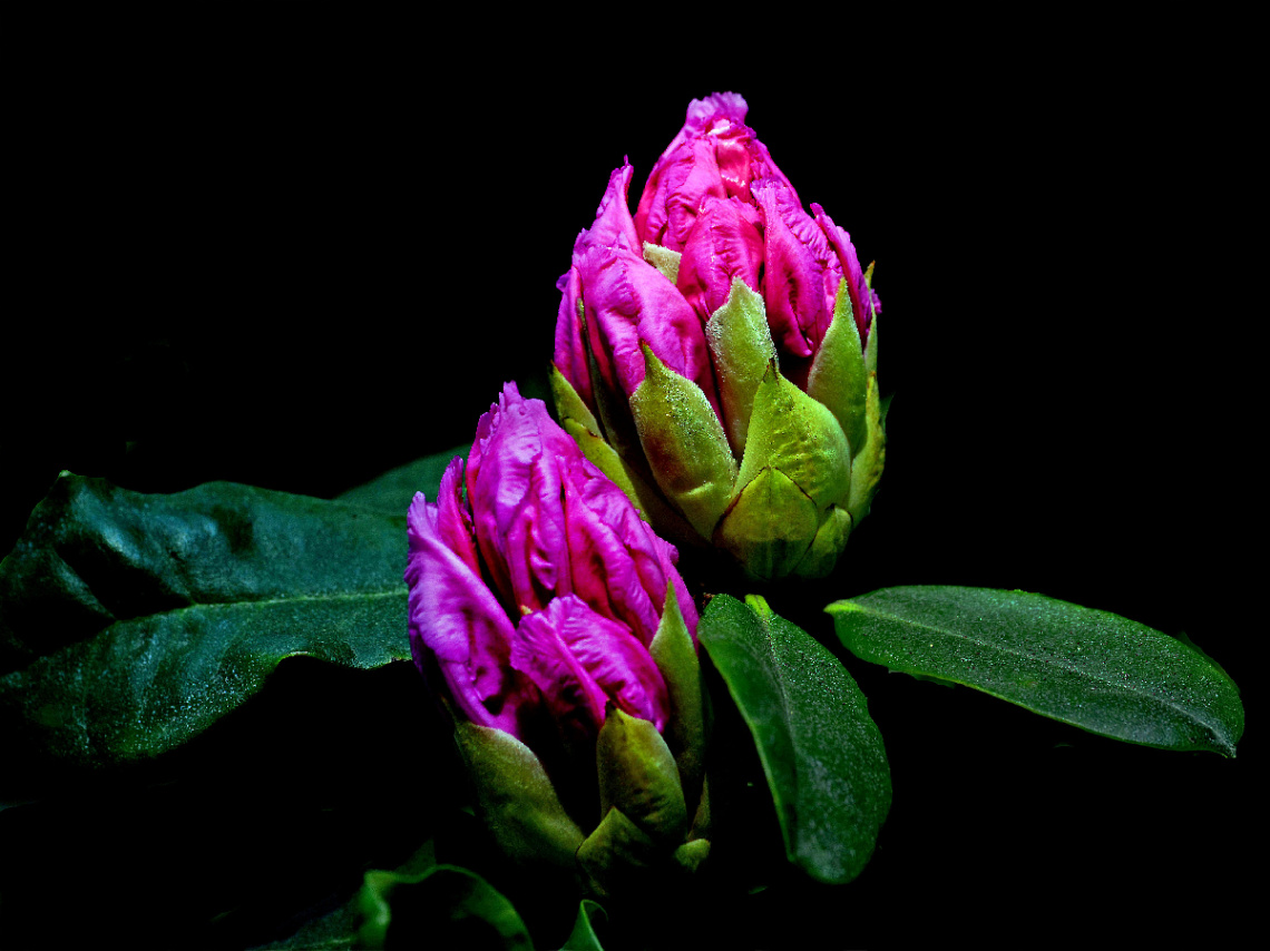 BLÜTEN