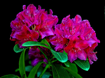 BLÜTEN
