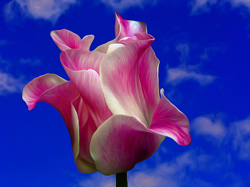 BLÜTE