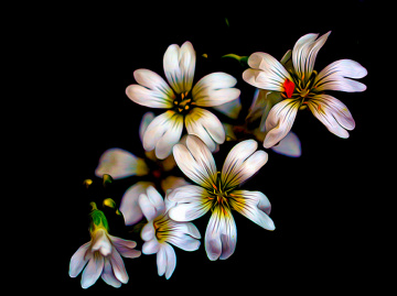 BLÜTEN