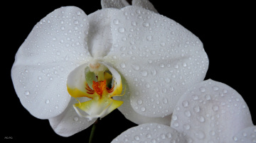 Wanda orquídea