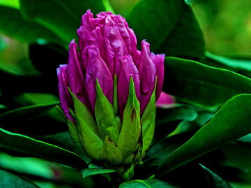 BLÜTEN