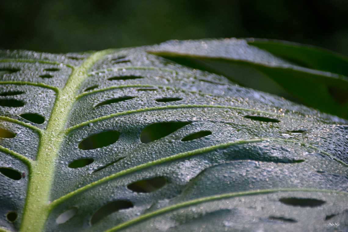After rain