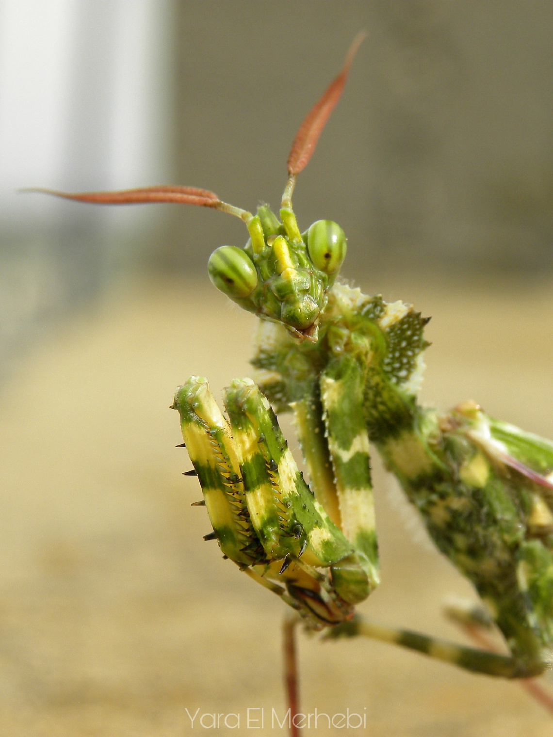 Devil's flower mantis