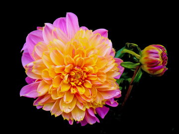 BLÜTE
