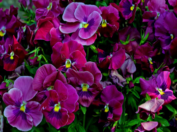 BLÜTEN