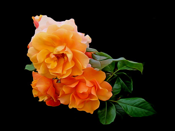 BLÜTEN