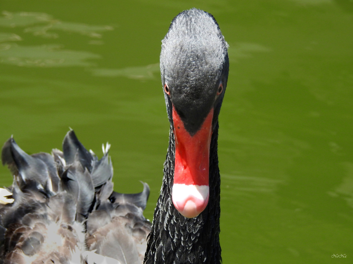 Cisne negro